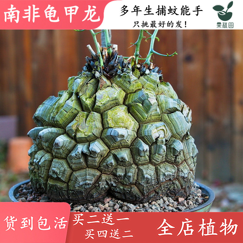 【南非龟甲龙】进口块根多肉植物 喜阴办公室带盆种好 可一物实拍,淘宝优惠券,粉丝福利购,淘宝优惠卷