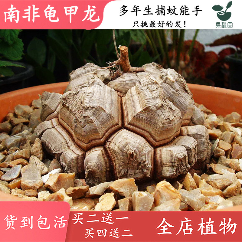【南非龟甲龙】进口块根多肉植物 喜阴办公室带盆种好 可一物实拍,淘宝优惠券,粉丝福利购,淘宝优惠卷
