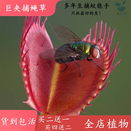 巨夹捕蝇草【四季驱蚊食虫植物盆栽食人花大食虫草捕蚊绿植盆栽】 - 图3