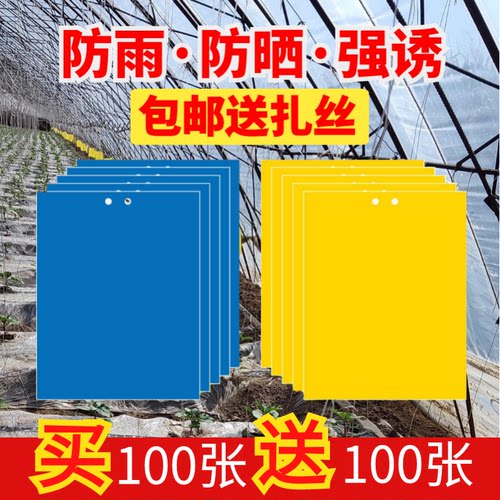 双面粘虫板大棚诱虫黄蓝板灭飞蝇蛾果园茶树菜地蓟马胶黏贴纸黄板 - 图2