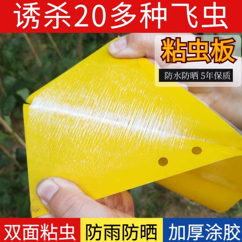 双面粘虫板大棚诱虫黄蓝板灭飞蝇蛾果园茶树菜地蓟马胶黏贴纸黄板 - 图1