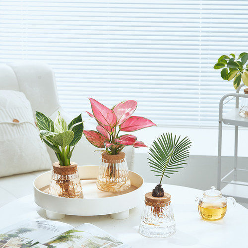 【天使之铃】办公室桌面水培植物春羽澳洲杉花卉室内好养绿植桌面 - 图0