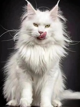 Russian giant Maine cat pure breed pet cat ash black brown tiger spotted Burmese for long fur cat living pet cat house