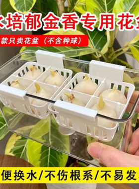透明长方形塑料花盆水培郁金香种球专用含定植篮好养方便换水