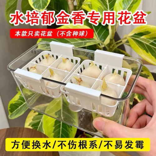 透明长方形塑料花盆水培郁金香种球专用含定植篮好养方便换水 - 图1