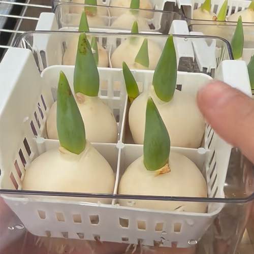 透明长方形塑料花盆水培郁金香种球专用含定植篮好养方便换水 - 图0