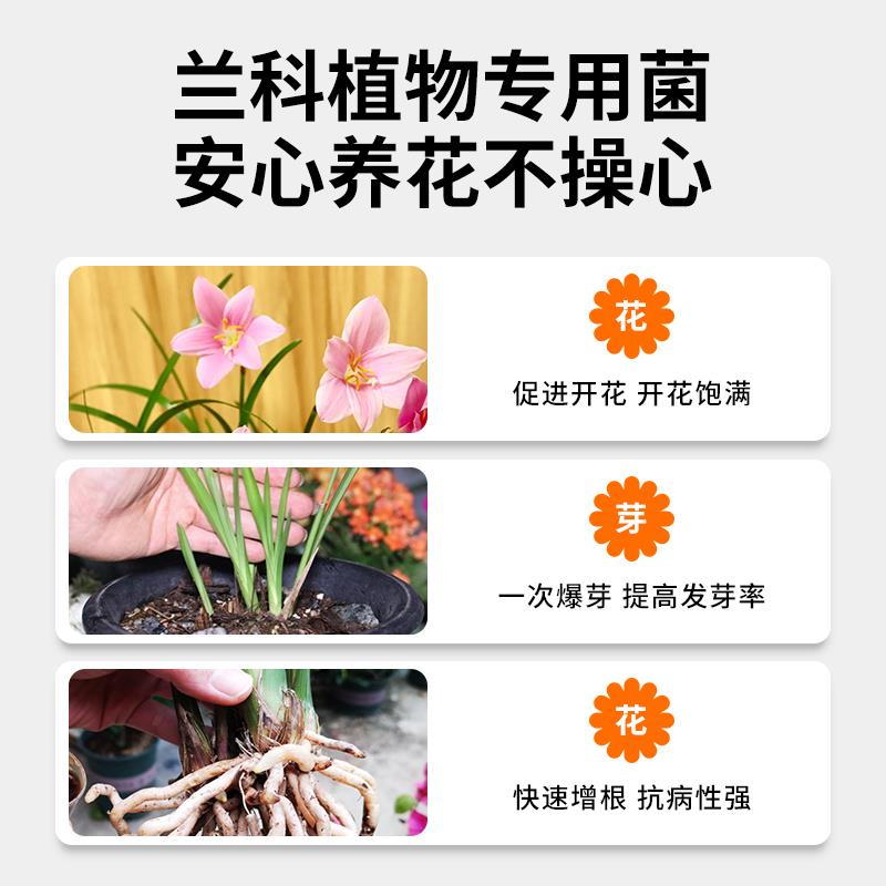 兰灵王兰花专用营养液花肥料EM菌君子兰蝴蝶兰墨兰促花兰科活化剂 - 图1