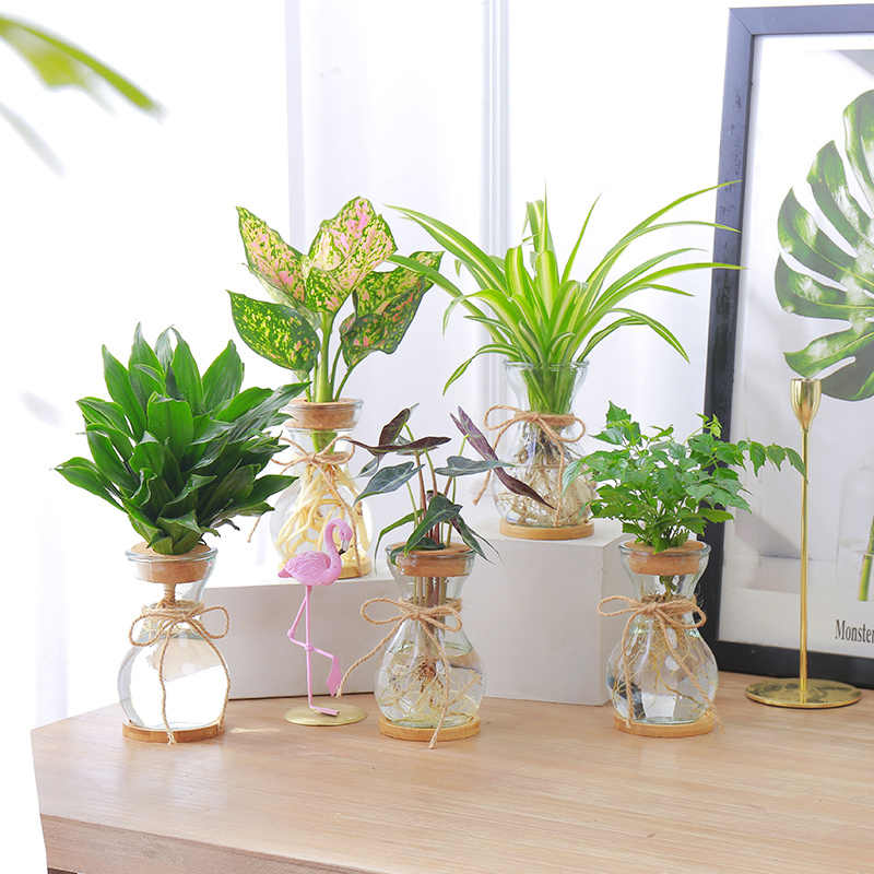 水生植物花盆 新人首单立减十元 22年9月 淘宝海外 水生植物花盆 新人首单立减十元 22年9月 淘宝海外