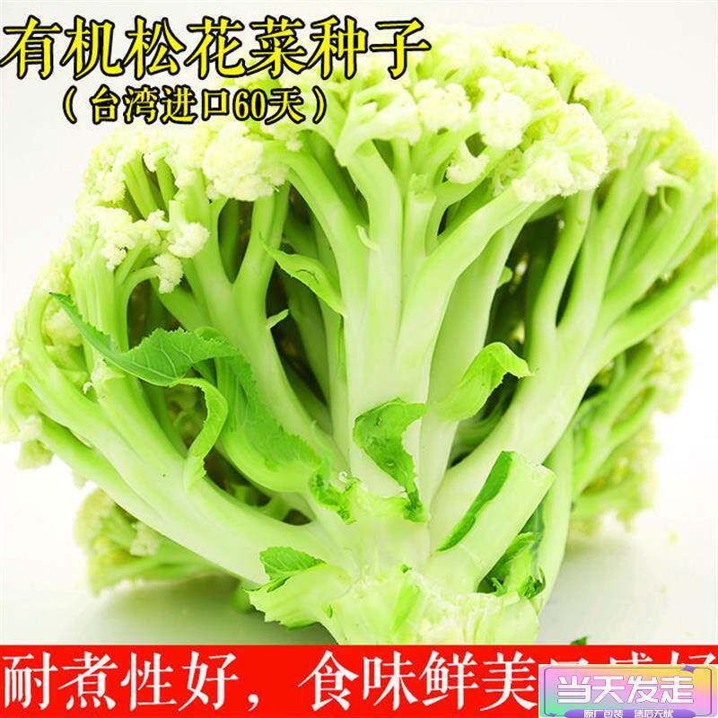 进口松花菜种子青梗花椰菜紧花菜种子四季春夏秋播种好吃