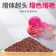 ປາ Luohan ເລີ່ມເພີ່ມໂພຊະນາການອາຫານແລະປາປະດັບ