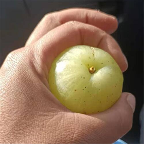 超大油甘果苗正宗嫁接苗盆栽地栽当年结果苗特甜红油甘果树苗南方 - 图0