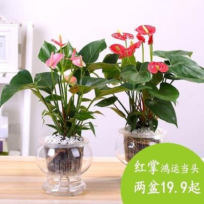 桌面花卉植物掌粉室内盆栽白掌培植掌红水培园艺观花粉掌绿植红掌 - 图0