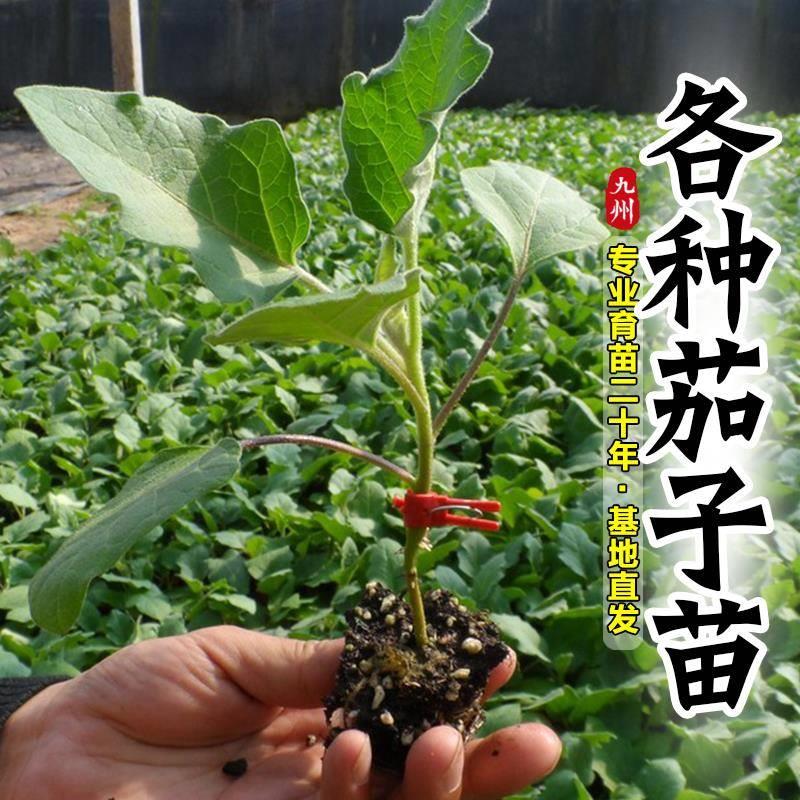 蔬菜苗秧辣椒苗番茄苗茄子苗黄瓜苗四季播种阳台盆栽水果树苗大全