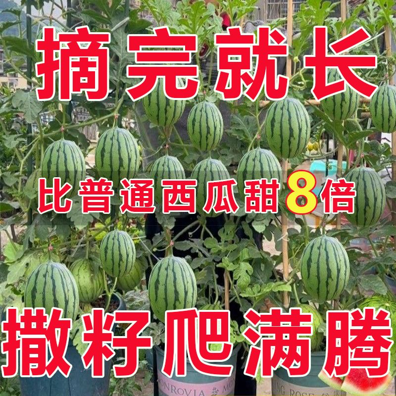 超甜蜂蜜小西瓜种子红玉无籽小西瓜四季种植阳台庭院盆栽水果种子-图0