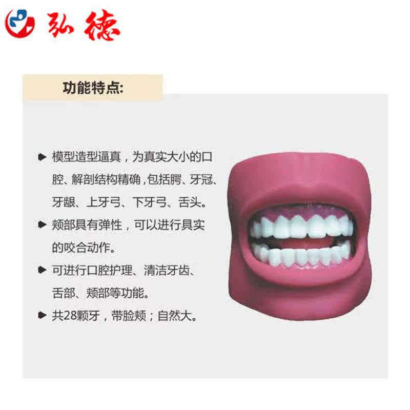 弘德HD/K4牙护理保健模型（带脸颊）（自然大）,淘宝优惠券,粉丝福利购,淘宝优惠卷