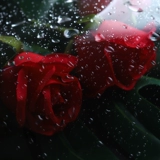 Водонепроницаемый целлофан, упаковка, «сделай сам», новая коллекция, розы, букет