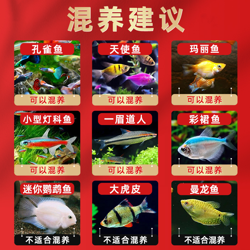 玛丽鱼皮球鱼红箭红玛丽米奇牡丹红白剑除油膜鱼胎生鱼热带观赏鱼 幻倪旗舰店 淘优券