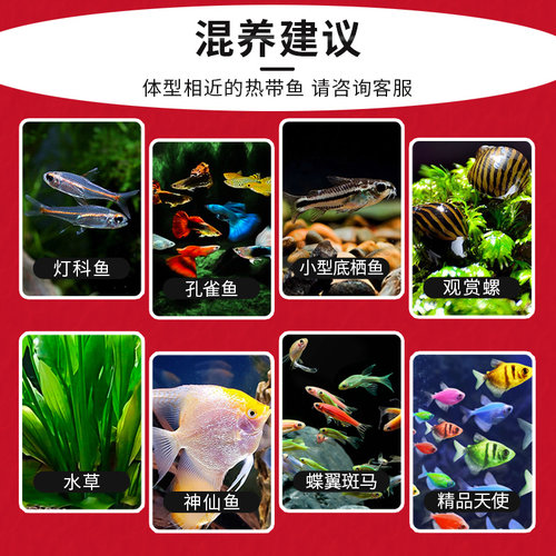 孔雀鱼鱼苗观赏鱼活体热带小型淡水好养耐活红绿灯斑马凤尾小鱼 - 图2