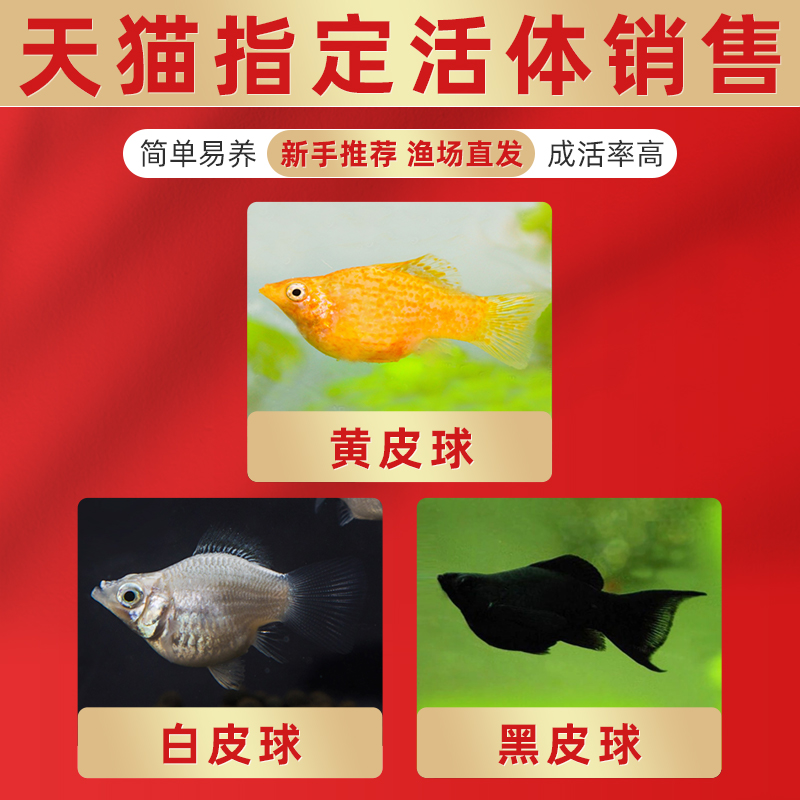 玛丽鱼皮球鱼红箭红玛丽米奇牡丹红白剑除油膜鱼胎生鱼热带观赏鱼 幻倪旗舰店 淘优券