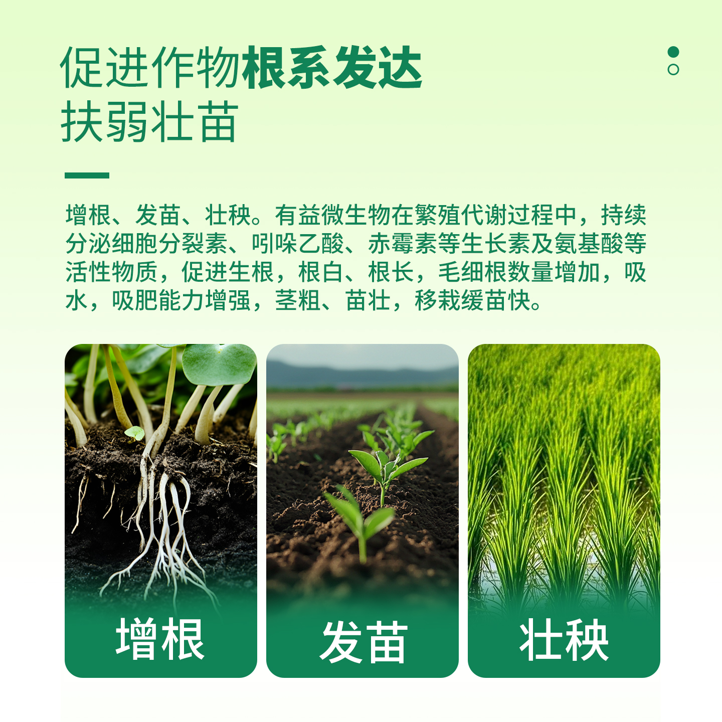 绿陇枯草芽孢杆菌农用微生物菌剂改良土壤减少根部问题菌肥农用 - 图1