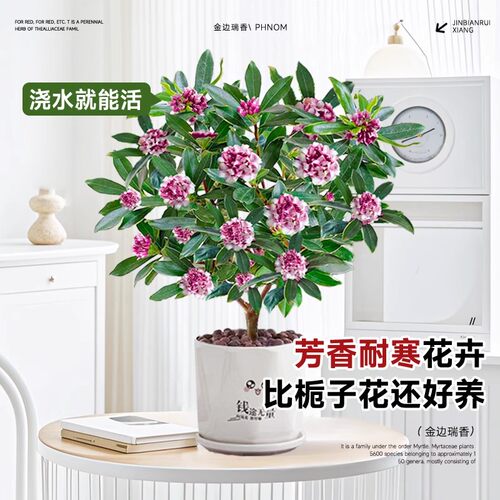 金边瑞香盆栽浓香型办公室内阳台花卉四季好养耐寒小绿植客厅盆景 - 图0