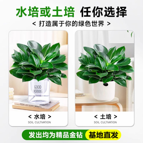 大盆金钻绿公主盆栽水培绿植室内好养花卉大叶绿萝四季旺宅植物 - 图1