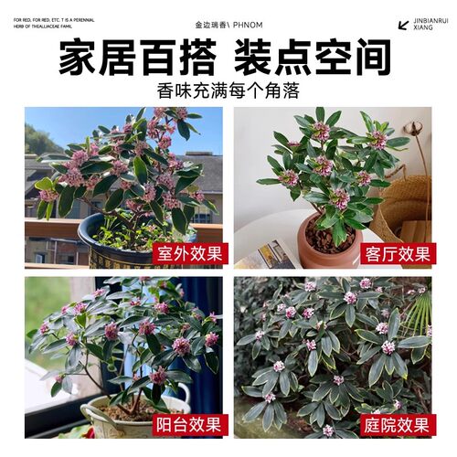 金边瑞香盆栽浓香型办公室内阳台花卉四季好养耐寒小绿植客厅盆景 - 图3