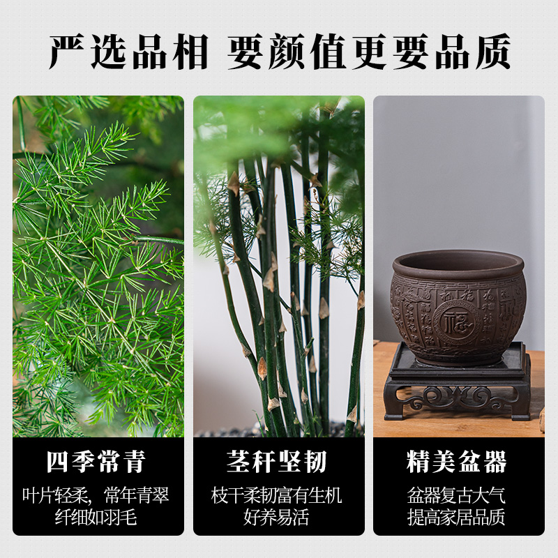 文竹盆栽植物室内花卉盆景客厅办公室桌面小绿植好养云竹四季常青 - 图1