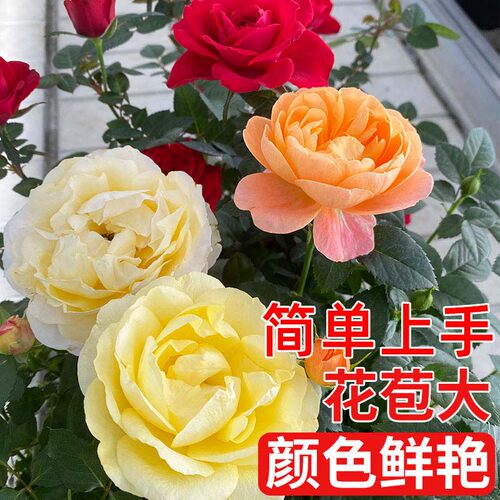 云南玫瑰花树苗盆栽特大苗花期带花卉室内外庭院阳台浓香型绿植物 - 图0