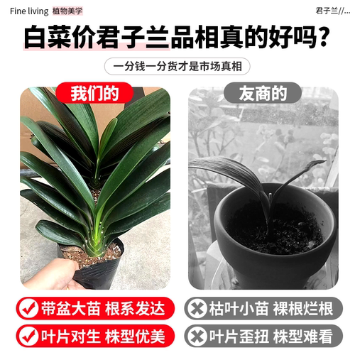 君子兰盆栽客厅精品名贵植物四季室内观赏鲜花卉绿植好养易活植物 - 图2