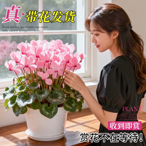 仙客来盆栽带花苞室内客厅花卉重瓣年宵花好养大花苗观花植物易活 - 图3