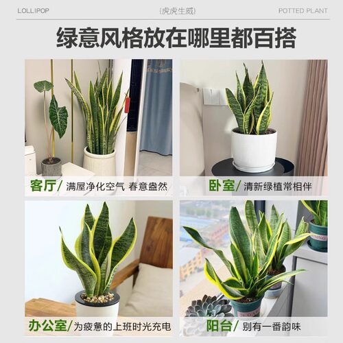 金边虎皮兰盆栽花卉绿植水培植物办公室内好养易活净化空气虎尾兰 - 图3