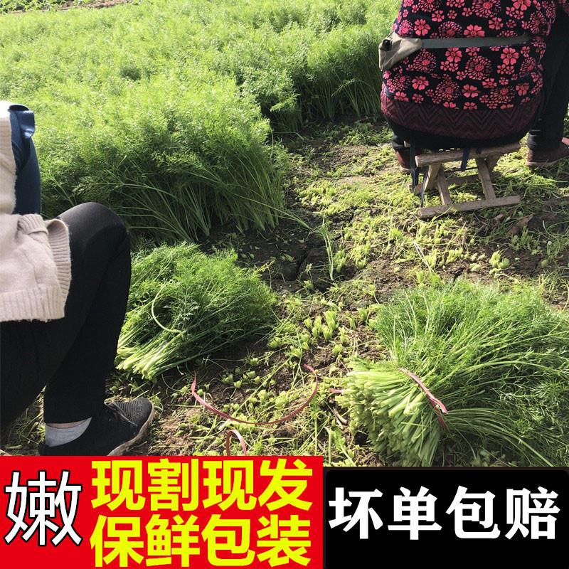 现货包邮山东小茴香菜新鲜现割4斤荤香鲜嫩茴香苗回香菜蔬菜2斤