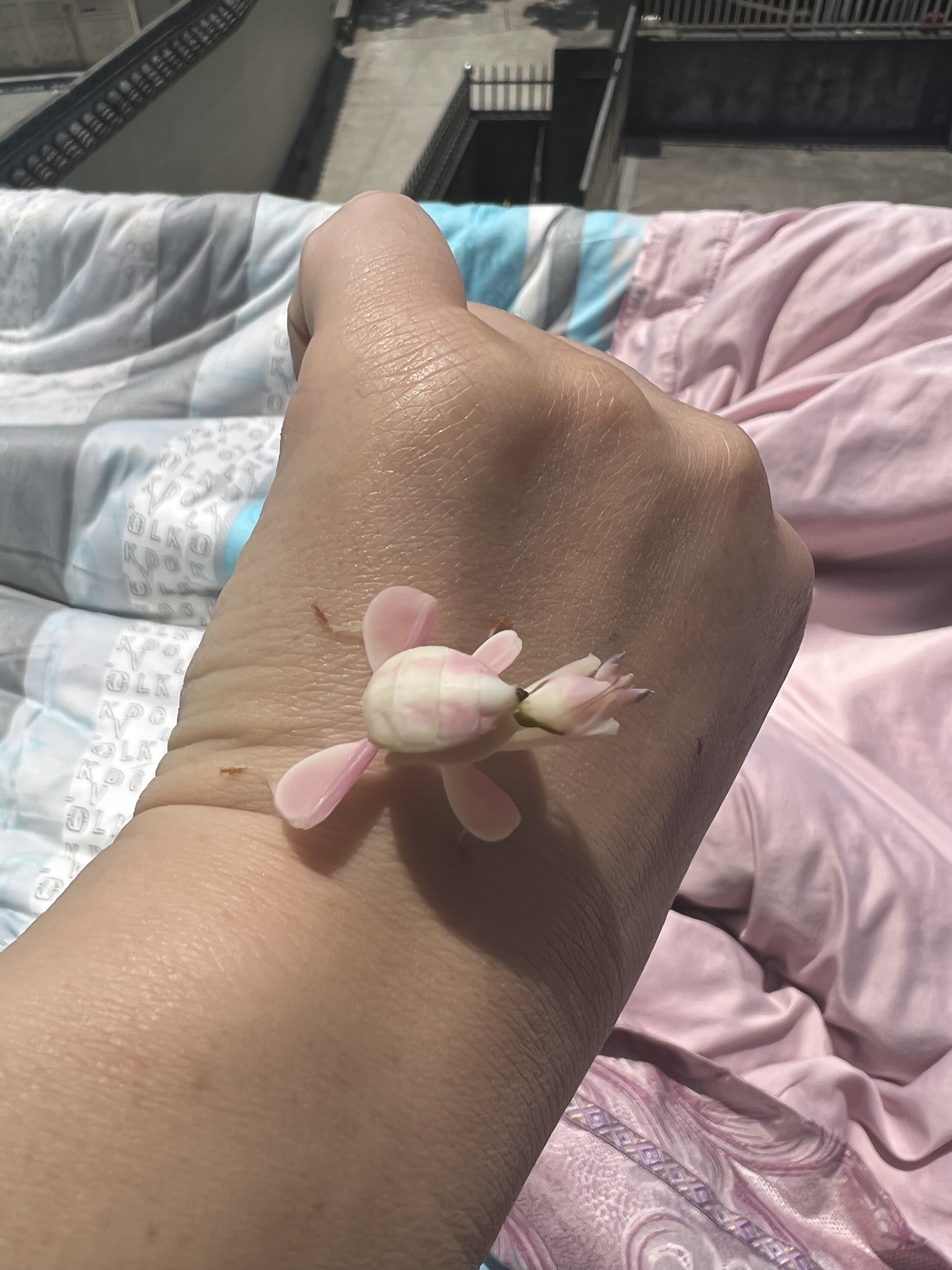 螳螂宠物兰花螳螂活体螳螂活体昆虫小朋友礼物微距摄影微景观造景-图2