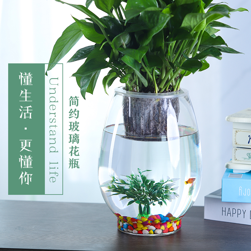 水培植物玻璃瓶绿萝花瓶花盆大号透明圆球鱼缸客厅桌面创意办公室 - 图2