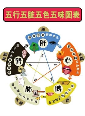中医养生五行子午流注挂图 金木水火土五行图五脏六腑墙贴海报