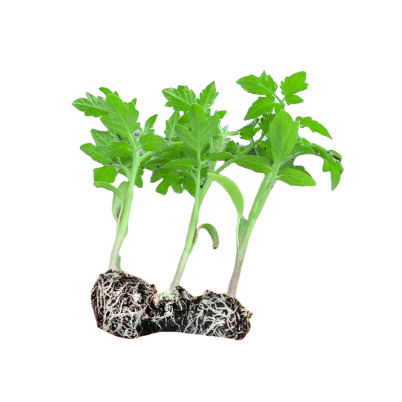 圣女果苗秧瀑布小番茄苗樱桃西红柿苗矮生黄色四季盆栽蔬菜苗,淘宝优惠券,粉丝福利购,淘宝优惠卷