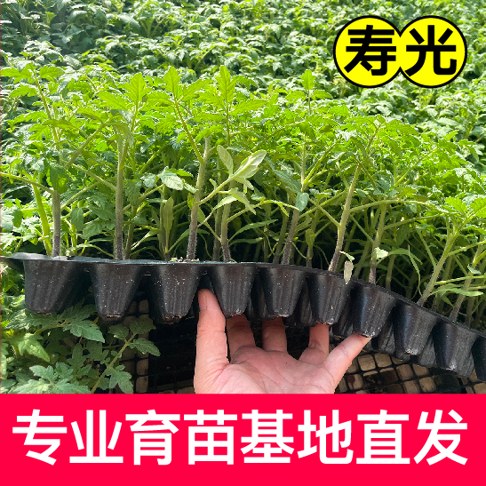 糖水炸弹黑珍珠番茄苗秧种子四季春秋盆栽红黄绿圣女果水果蔬菜苗 - 图0