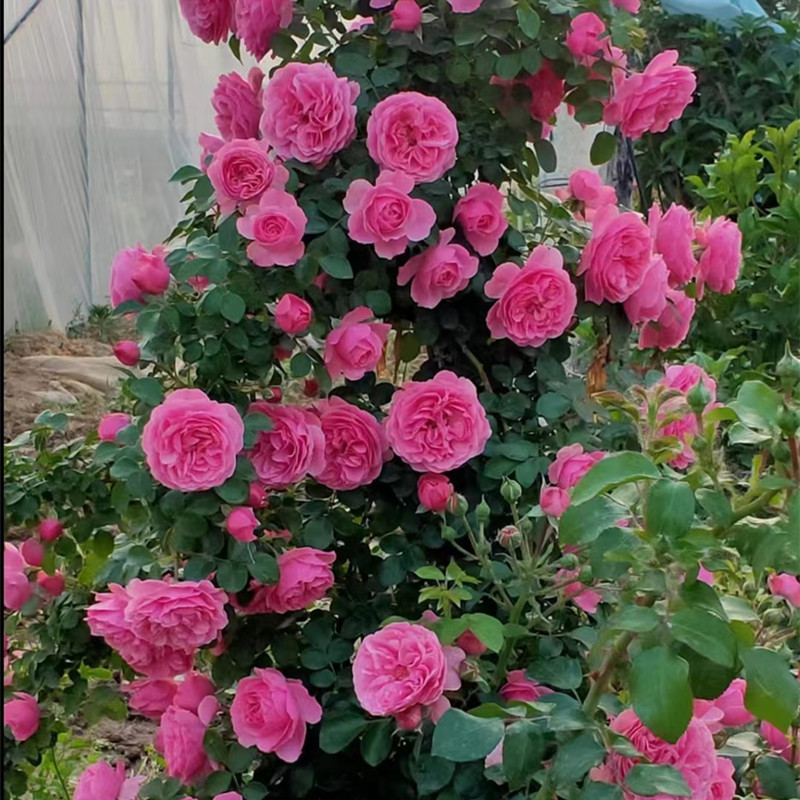 月季花苗蔷薇爬藤玫瑰盆栽大花浓香庭院阳台藤本植物花卉四季开花 - 图2