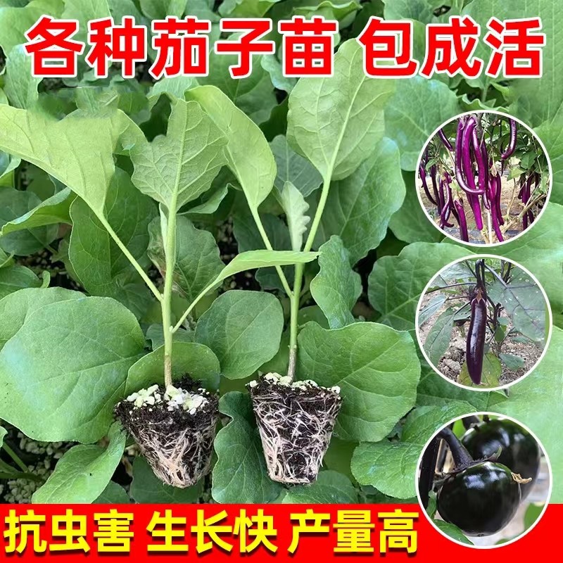 茄子苗蔬菜幼苗秧苗紫长茄紫圆茄各种蔬菜瓜果苗阳台盆栽蔬菜幼苗 - 图0