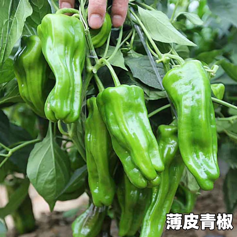 蔬菜苗辣椒苗薄皮青椒螺丝椒甜椒苗茄子圣女果苗番茄各种蔬菜幼苗,淘宝优惠券,粉丝福利购,淘宝优惠卷