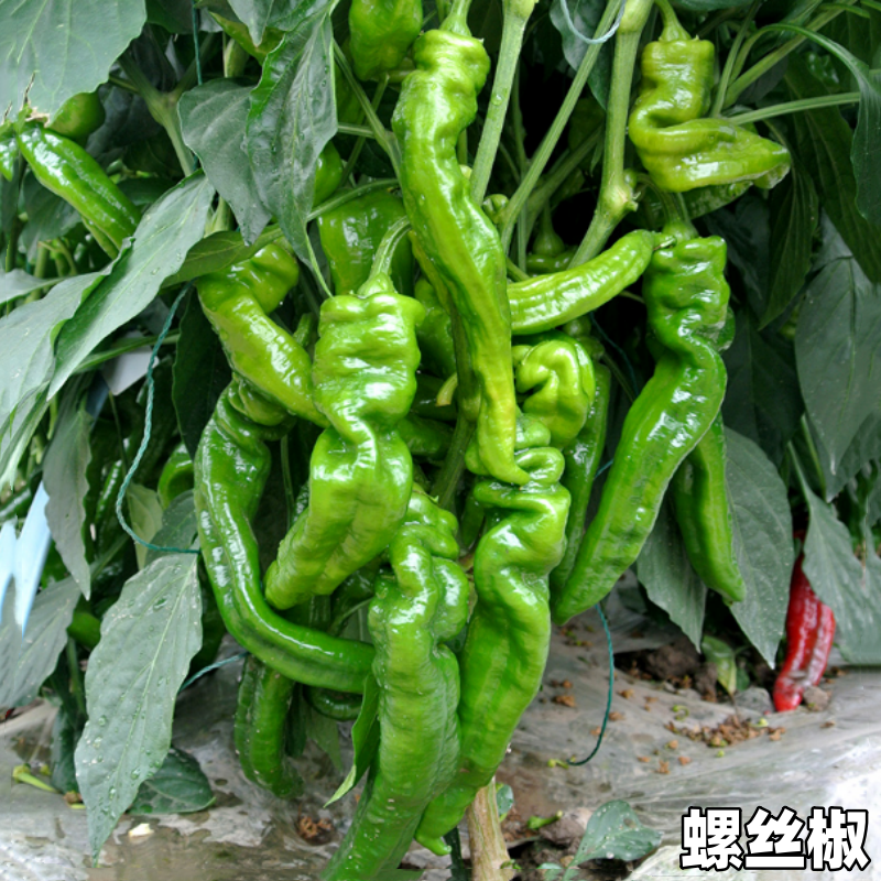 蔬菜苗辣椒苗薄皮青椒螺丝椒甜椒苗茄子圣女果苗番茄各种蔬菜幼苗,淘宝优惠券,粉丝福利购,淘宝优惠卷