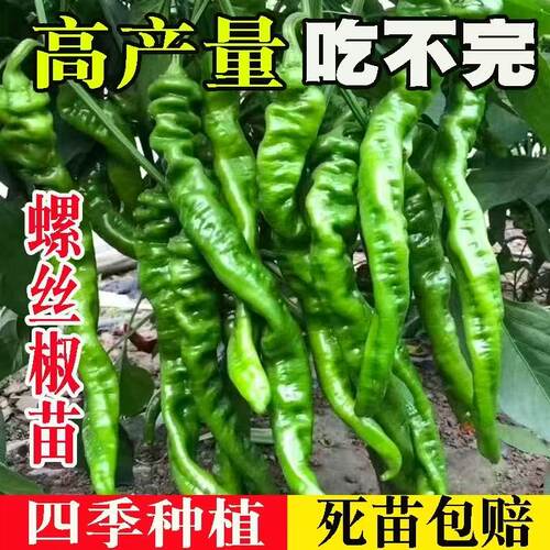 优质辣椒苗高产特大螺丝椒苗子香辣大果秧苗四季盆栽阳台薄皮椒苗 - 图1