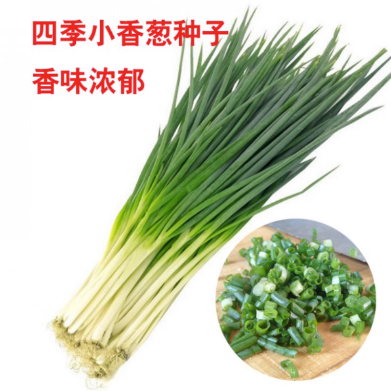 四季小香葱蔬菜种苗庭院阳台家庭种植盆栽大全播易种蔬果种籽-图3