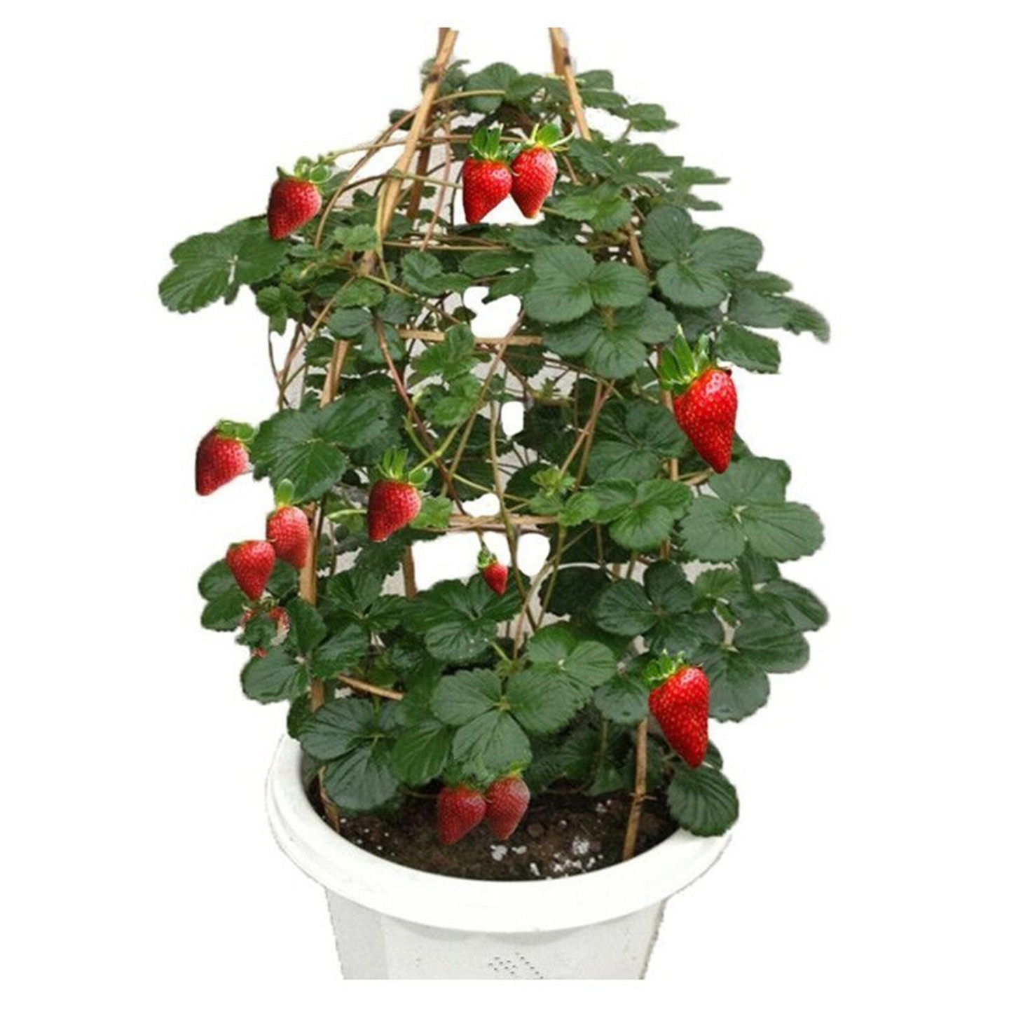 四季草莓苗 攀援草莓树爬藤草莓苗果树苗 阳台盆栽水果苗四季苗子,淘宝优惠券,粉丝福利购,淘宝优惠卷