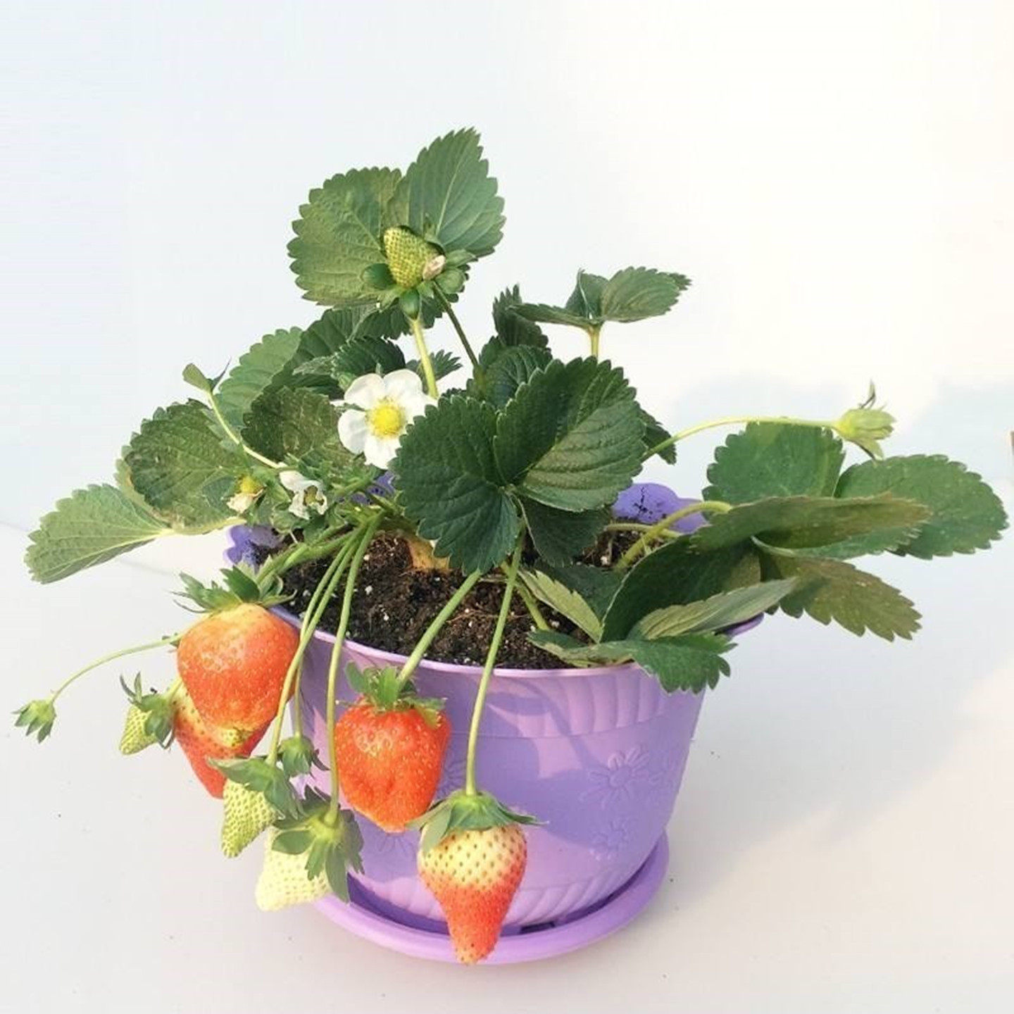 四季草莓苗 攀援草莓树爬藤草莓苗果树苗 阳台盆栽水果苗四季苗子,淘宝优惠券,粉丝福利购,淘宝优惠卷