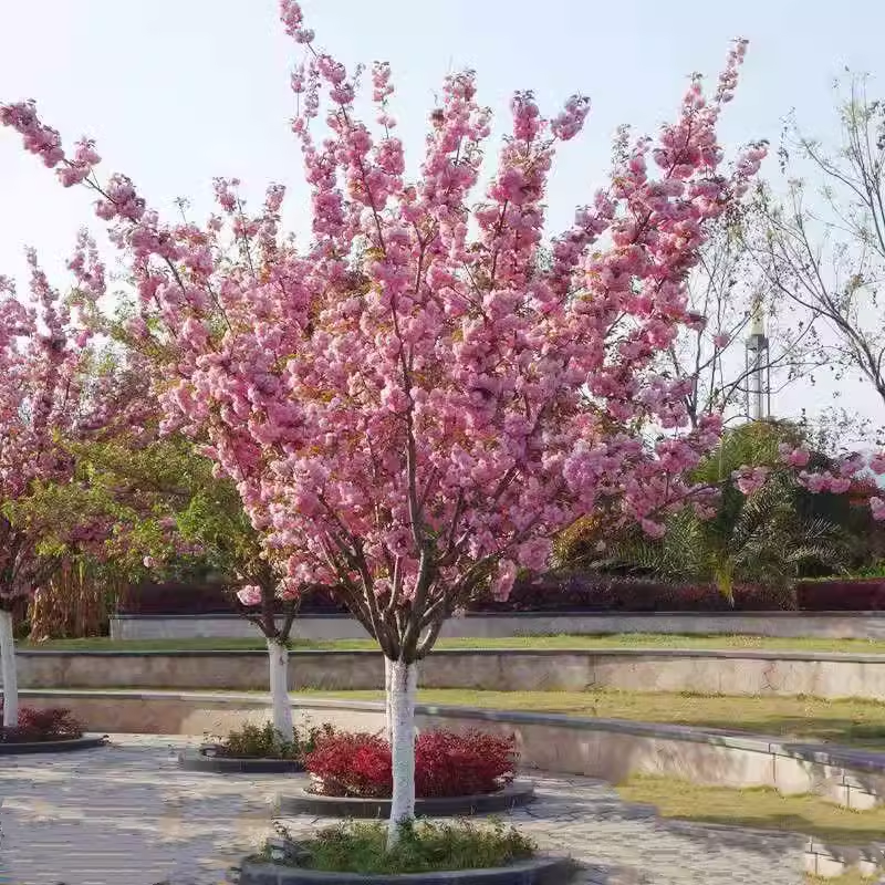 嫁接樱花树苗染井吉野樱花早樱晚樱庭院别墅大型风景树当年开花树-图2