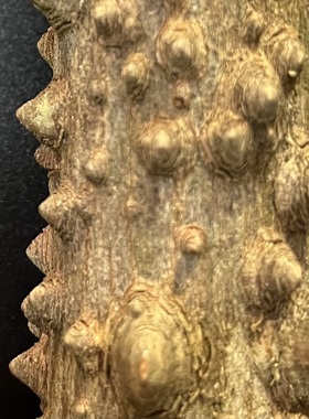 花椒木山货簕通木宠物按摩防身棒