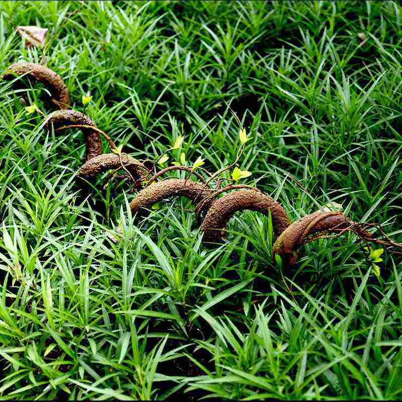 仿真过江龙树枝背景墙造景装饰树藤道具藤枯摆件系藤森橱窗爬植物,淘宝优惠券,粉丝福利购,淘宝优惠卷