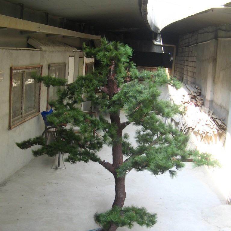 厂家供应仿真树装饰松树观赏植物吉祥盆景适合室内外摆放仿真树,淘宝优惠券,粉丝福利购,淘宝优惠卷